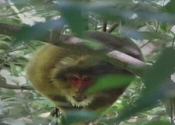 Newly Discovered White Cheeked Macaque Faces Threat From Hydro-Power Projects