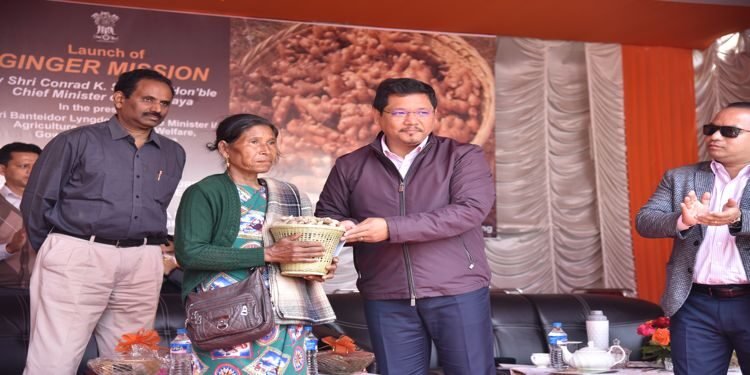 Meghalaya launches Rs 121 cr ‘Ginger Mission’ to increase output