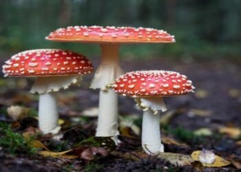 Three More Die Due to Mushroom Poisoning in Assam , Toll Rises to Seven