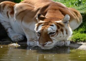Golden Tiger And Its Gloomy Roar In Kaziranga National Park