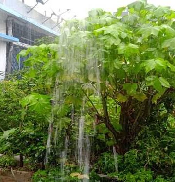 Schools to remain closed till June 20 due to heavy downpour