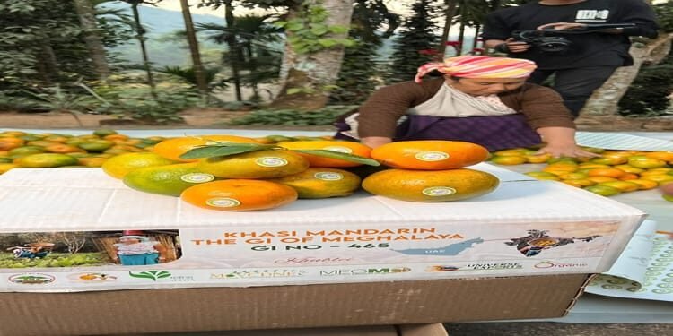 Maiden export shipment of Khasi Mandarin orange to Dubai