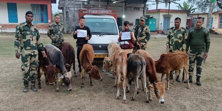 BSF nabs 2 cattle smugglers along Indo -Bangla border