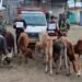 BSF nabs 2 cattle smugglers along Indo -Bangla border
