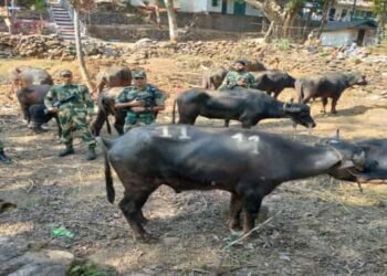 BSF rescues  25 cattle along Indo -Bangla border in East Khasi Hills