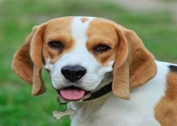 Advisory Issued To Pet Owners