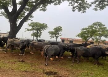 BSF rescues 22 cattle along Indo -Bangla border in East Khasi Hills