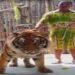 Tiger In Chain, Arunachal Forest Minister Goes For Walk