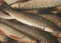 Day After Ban, Bacteria Found In Imported Fish