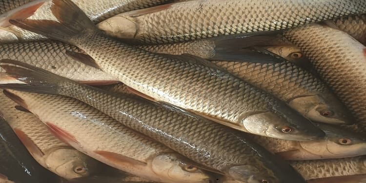 Day After Ban, Bacteria Found In Imported Fish