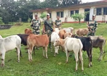 BSF rescues 88 Buffaloes while being smuggled to Bangladesh