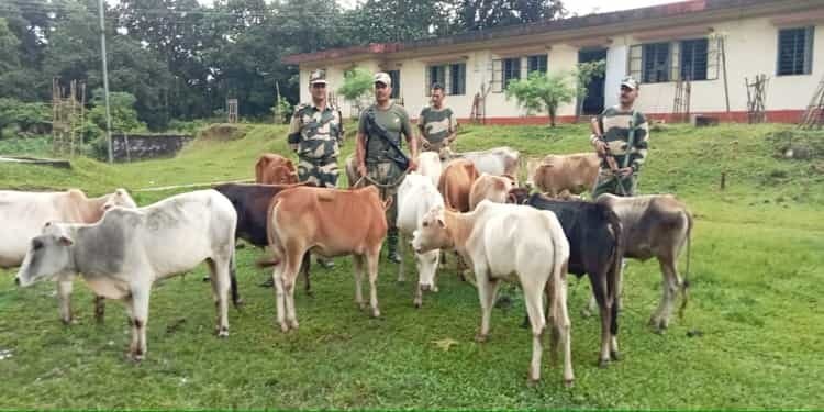BSF rescues 88 Buffaloes while being smuggled to Bangladesh