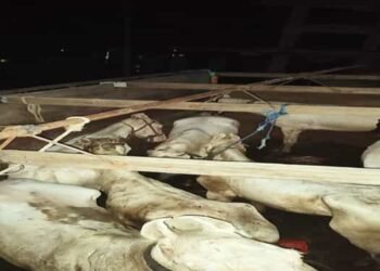 BSF Foils Horse Smuggling Attempt along Indo – Bangla border in East Jaintia Hills