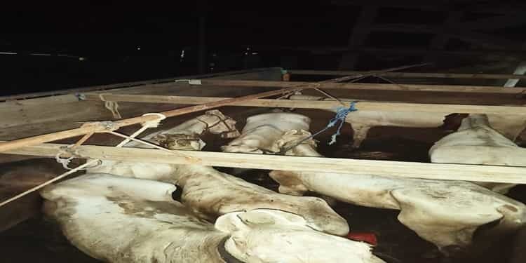 BSF Foils Horse Smuggling Attempt along Indo – Bangla border in East Jaintia Hills