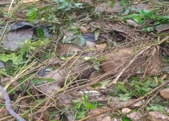 3 persons,12 buffaloes killed after truck falls into a gorge