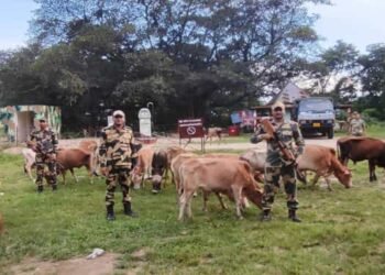 BSF rescue 67 cattle in 2 separate operations near international border