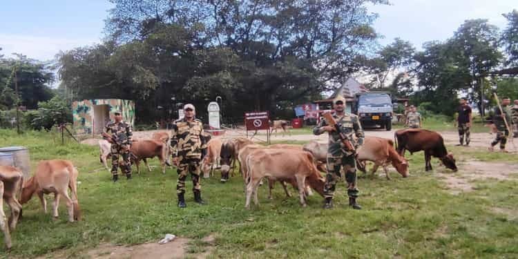 BSF rescue 67 cattle in 2 separate operations near international border