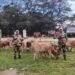 BSF rescue 67 cattle in 2 separate operations near international border