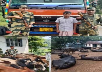 BSF M’laya Foils Smuggling Attempts of Cattle and Sugar on Indo-Bangla Border