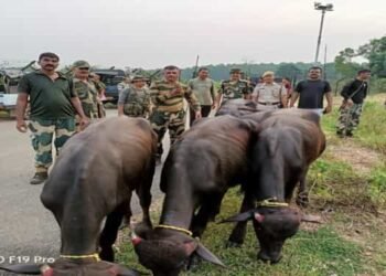BSF rescues 70 cattle on international border