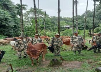BSF rescues 74 cattle from Indo-Bangladesh border