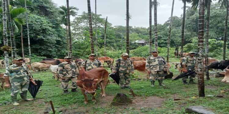 BSF rescues 74 cattle from Indo-Bangladesh border