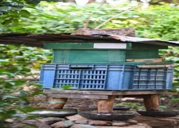 Chigitchakgre declared Bee Village