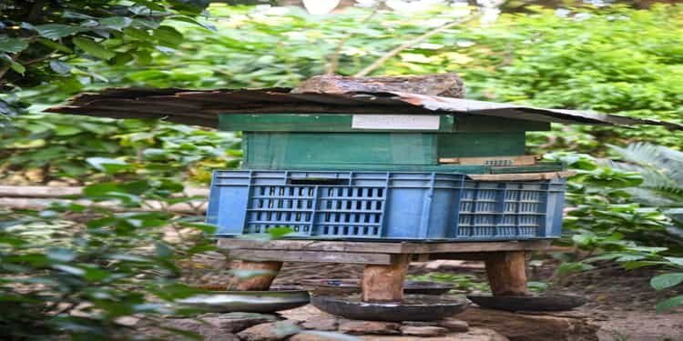 Chigitchakgre declared Bee Village