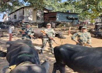 BSF Meghalaya rescue 47 cattle on B’desh border