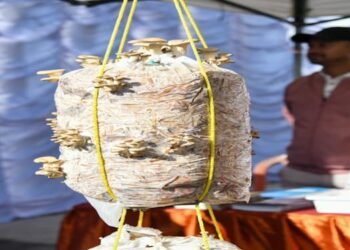 Shiitake Mushroom Production and Training Centre inaugurated