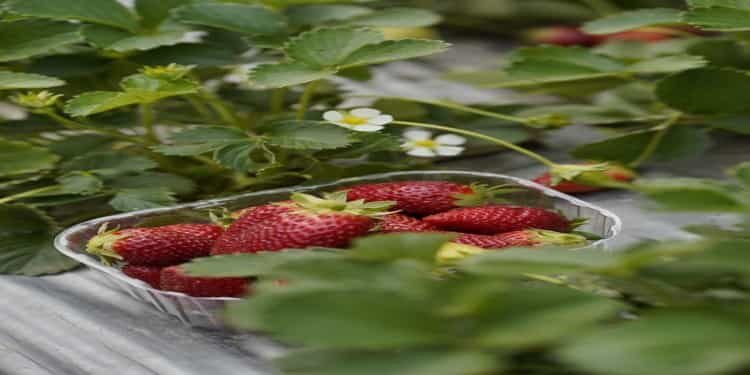 Meghalaya unveils Strawberry festival with full fervour