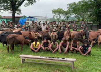 BSF Rescues 69 Cattle At International Border, Six Arrested