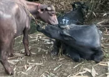 BSF seizes Cattle and other contraband items along the Indo-Bangla  border