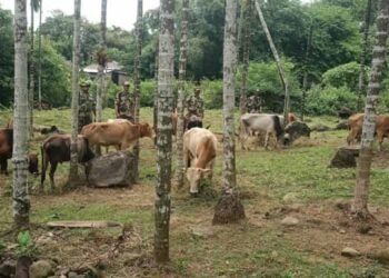 BSF Meghalaya Foils Smuggling Attempts: Cattle and Sugar Seized