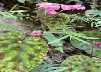 USTM Scientist Uncovers Rare Flowering Plant in Arunachal Pradesh