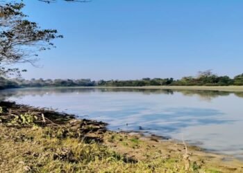 Wild Kaziranga: A Roaring Adventure on the Tiger Trail