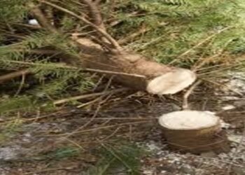 Tree Felling Row: East Khasi Hills Embroiled in Environmental Controversy