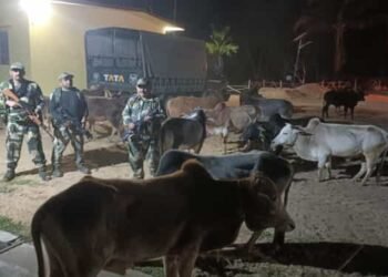 BSF MEGHALAYA STRIKES AGAIN! Foils Smuggling Attempt, Seizes ₹27 Lakh Worth of Cattle and Goods at International Border