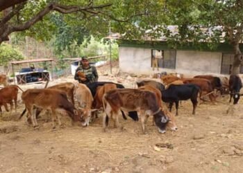 BSF Cracks Down on Smuggling: Contraband Seized; 23 Cattle Rescued