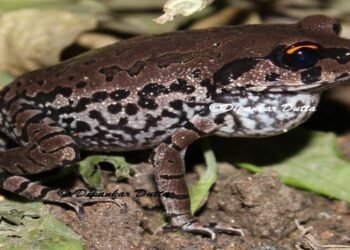Leap into the Unknown: Scientists Discover New Frog Species in NE India
