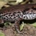 Leap into the Unknown: Scientists Discover New Frog Species in NE India