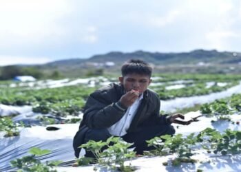 Strawberry Festival 2025 Kicks Off with Vibrant Celebrations