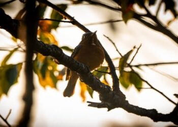 Rare White-throated Rock Thrush Spotted in Phawngpui National Park