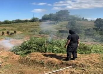 Meghalaya’s War on Drugs: 10 Tonnes of Cannabis Incinerated
