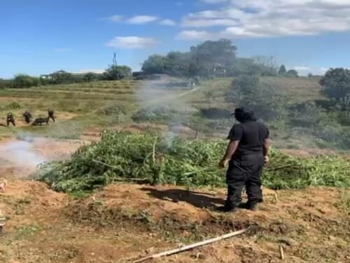 Meghalaya’s War on Drugs: 10 Tonnes of Cannabis Incinerated