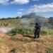Meghalaya’s War on Drugs: 10 Tonnes of Cannabis Incinerated