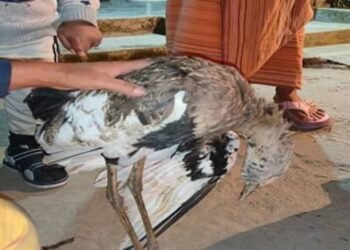 Flight to Extinction: Critically Endangered Bengal Florican Poached in Chirang, Outrage Follows