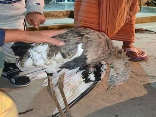 Flight to Extinction: Critically Endangered Bengal Florican Poached in Chirang, Outrage Follows