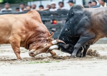 State imposes Ban on Bull and Animal Fights