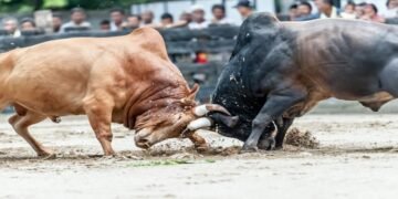 State imposes Ban on Bull and Animal Fights